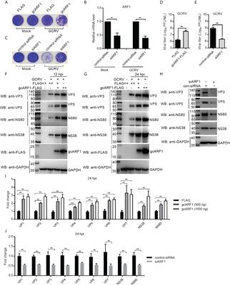 Structural and functional analysis of the small GTPase ARF1 reveals a pivotal role of its GTP-binding domain in controlling of the generation of viral inclusion bodies and replication of grass carp reovirus